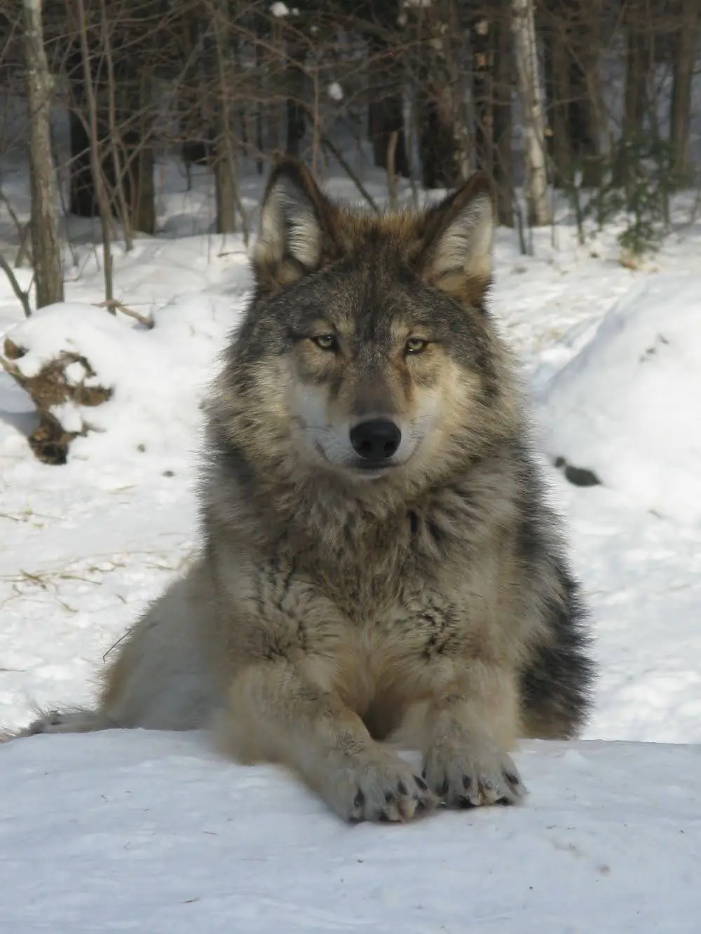 wolf in snow
