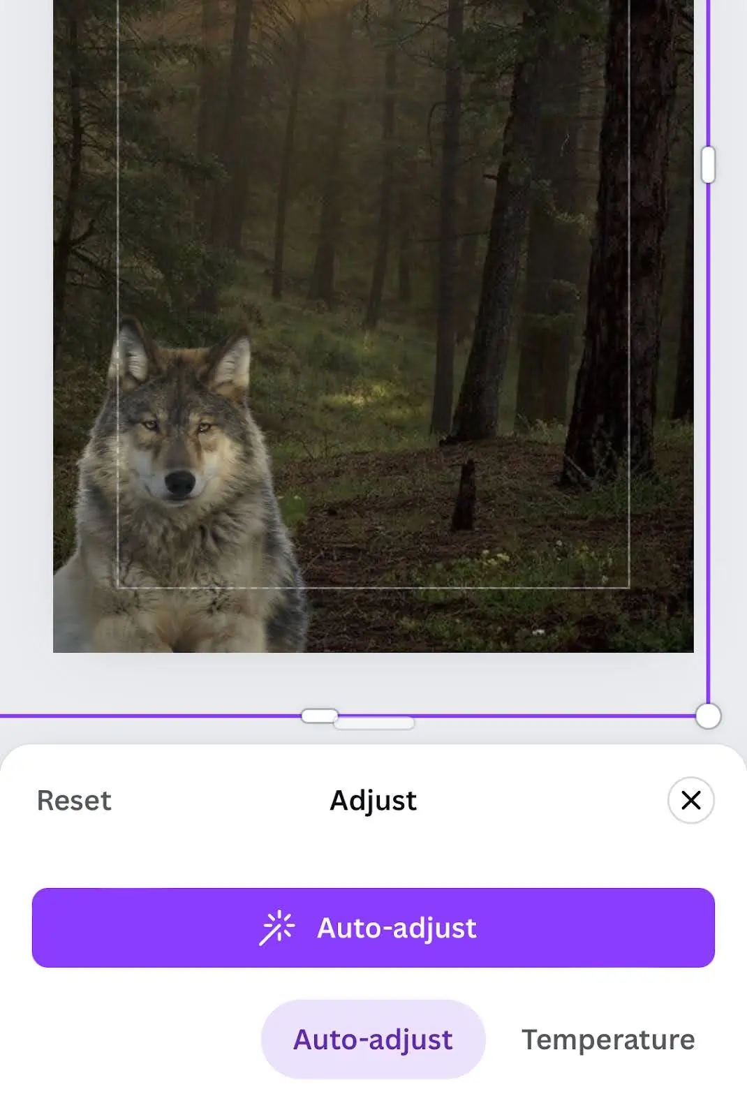 Canva Iphone auto-adjust