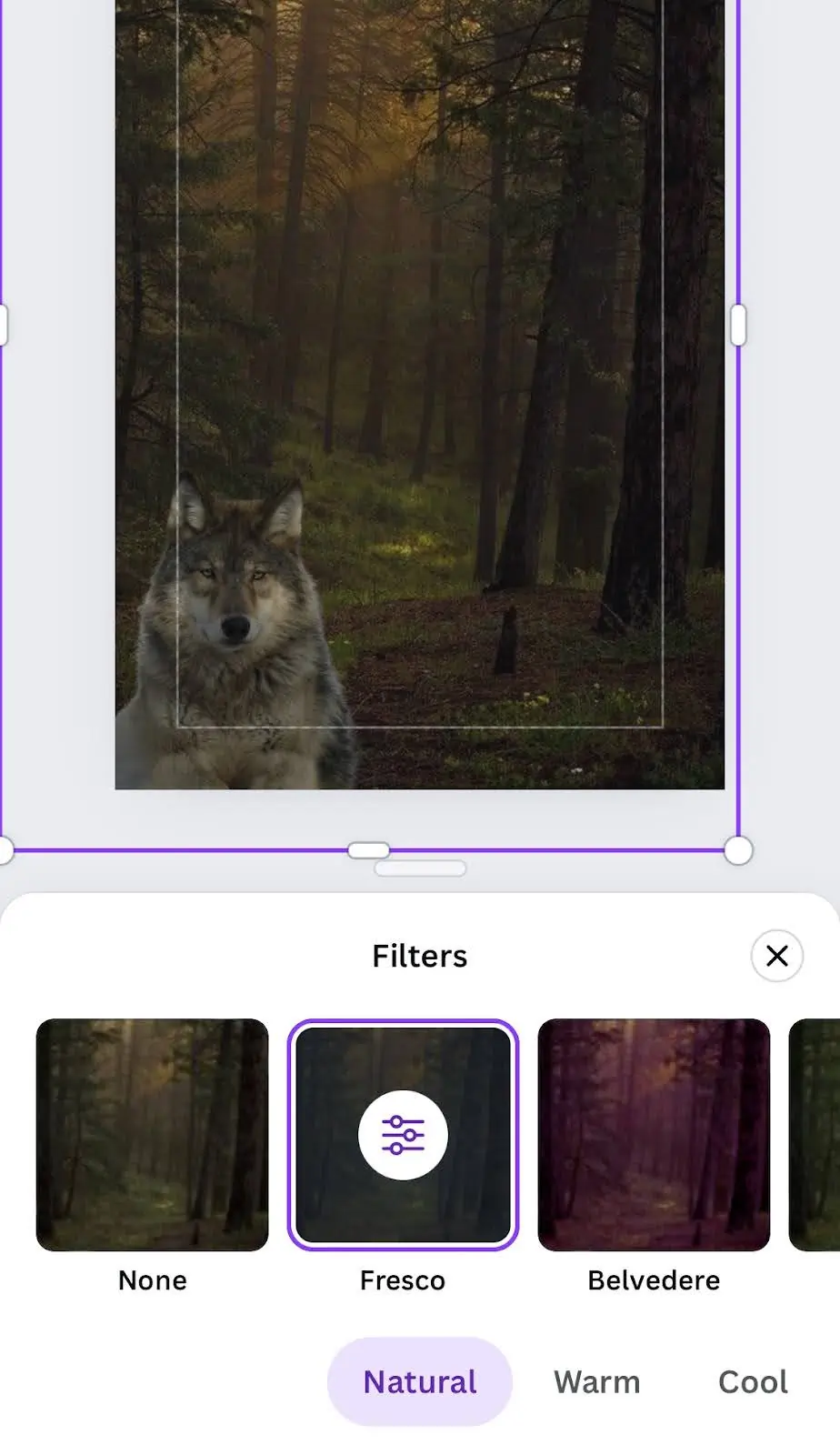 Canva iPhone Filter